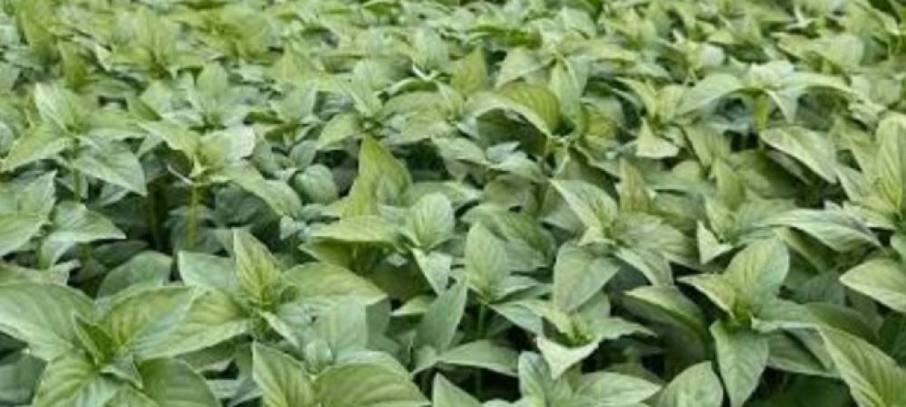 Screenshot_۲۰۲۵۱۱۱۱-۲۰۵۱۳۹_Google